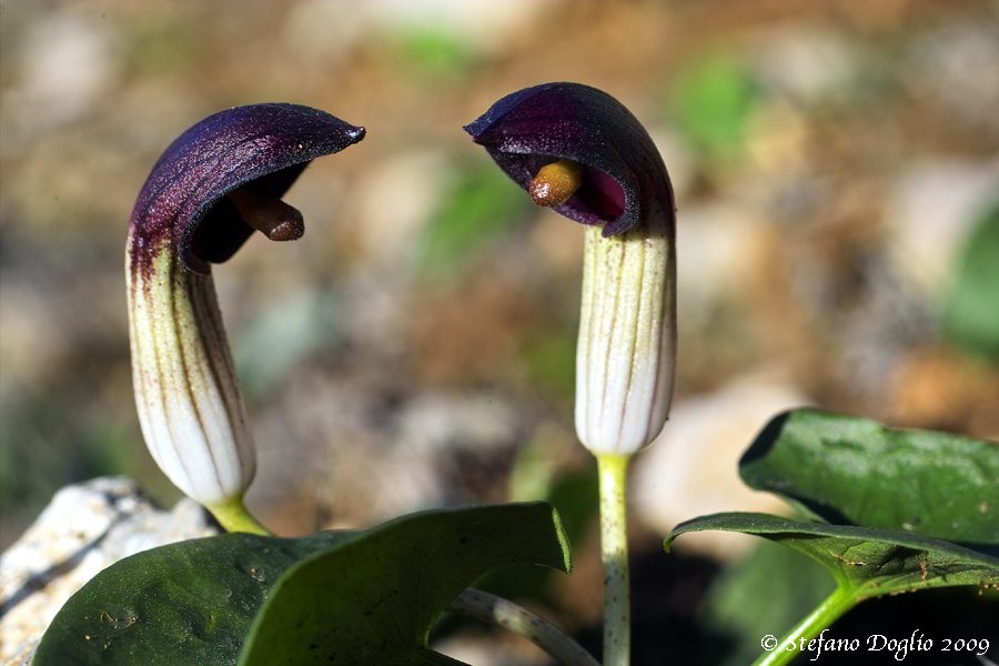 Arisarum vulgare subsp. simorrhinum